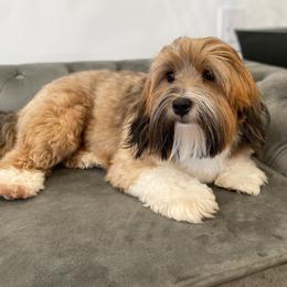 Groot - Havanese