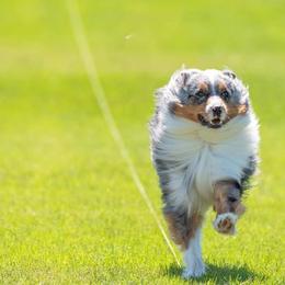 Australian Shepherd All Grown Up from CoralBlitz Australian Shepherd