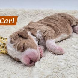 Carl - Red male Bernedoodle puppy in Neillsville, Wisconsin from Granton Creek