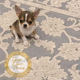 Bentley - Chocolate and tan male Chihuahua puppy in De Quincy, Louisiana from Guys Cajun Paws