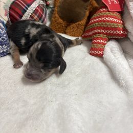 Black and tan Dapple male - Dapple male Dachshund puppy in Pleasant Plains, Arkansas from JGBs Dachshunds