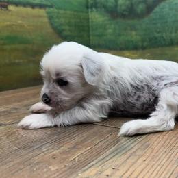 Enya's White Girl - White female Chinese Crested puppy in Lexington, Michigan from Affinity