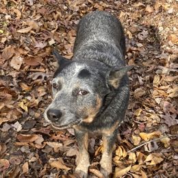 Tuff - Australian Cattle Dog