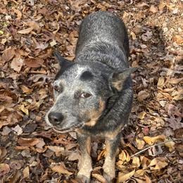 Tuff - Australian Cattle Dog