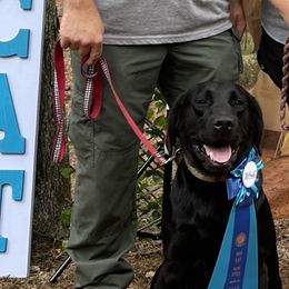 Belgian Malinois and Labrador Retrievers from Barbihaus Kennels