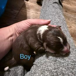 Newton - Black tri male Miniature Australian Shepherd puppy in Romney, West Virginia from South Branch Mini Aussies