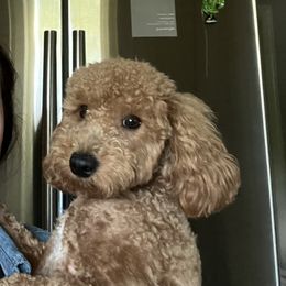 Carter - Poodle