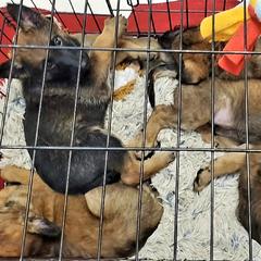 Belgian Laekenois Puppies from Cal Curly Coats Belgian Laekenois