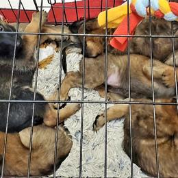 Belgian Laekenois Puppies from Cal Curly Coats Belgian Laekenois