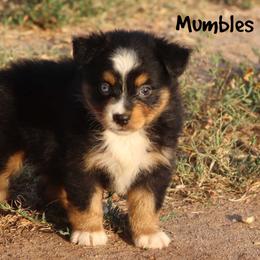 Mumbles - Black tri female Miniature Australian Shepherd puppy in Garden Plain, Kansas from Krazy K Aussies