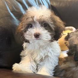Penny - Gold sable female Havapoo puppy in Lancaster, South Carolina from 3 Bs Havanese-PUPPIES with  PURPOSE