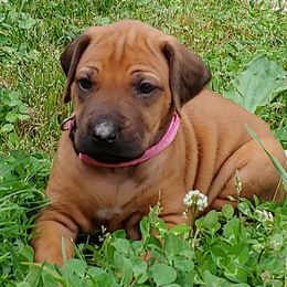 Rhodesian Ridgebacks from Sans Peur Ridgebacks