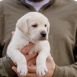 Casper - Yellow male Labrador Retriever puppy in Allons, Tennessee from UC Labradors LLC