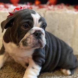 Bulldogs from Freedom English Bulldogs
