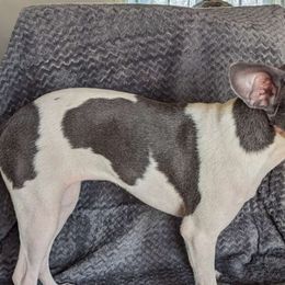 Sammy - Rat Terrier
