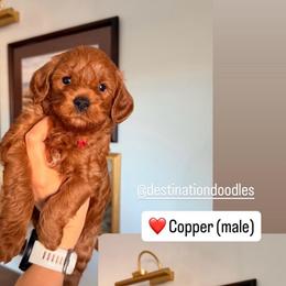 Copper - Red  male Goldendoodle puppy in Pleasant Grove, Utah from Destination Doodles