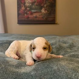Green Collar - Cream Goldendoodle puppy in Bellbrook, Ohio from Mini-Doodle Manor