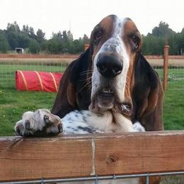 Basset Hounds from Bramble Basset Hounds