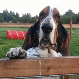 Basset Hounds from Bramble Basset Hounds