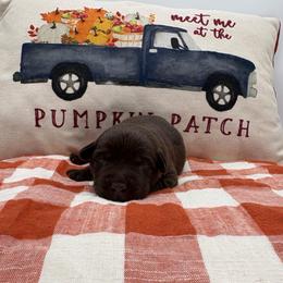 Red - Chocolate male Labrador Retriever puppy in Heath Springs, South Carolina from Rich Hill Retrievers