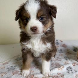 Nutmeg - Red tri-color female Miniature American Shepherd puppy in Tonasket, Washington from V5 Aussies