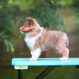 Shetland Sheepdog Puppies from Royal Tea Shelties