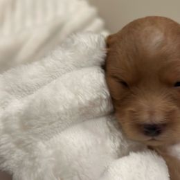 Maple - Apricot female Goldendoodle puppy in Palmetto Bay, Florida from Simply Pawfect Doodles