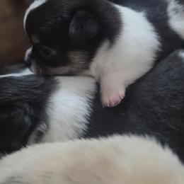 Mickey - Black and white male Chihuahua puppy in Brooksville, Florida from Daystars Chihuahuas