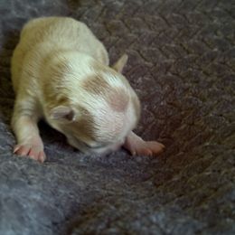 Boy 3 - Lilac male Boston Terrier puppy in Charleston, West Virginia from Mountain Momma Bostons