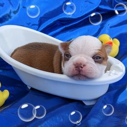 Boy 2 - Red male Boston Terrier puppy in Perry, Oklahoma from Sitsler Bostons