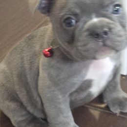 Woody - Blue male French Bulldog puppy in Avondale, Arizona from Montes House of  Frenchies