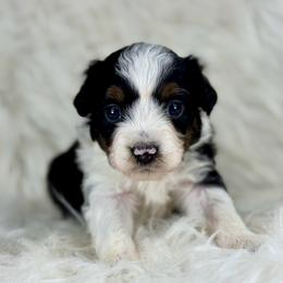 BTF7 - Black tri-color female Aussiedoodle puppy in Prague, Oklahoma from Classic K9’s  Aussies & Doodles