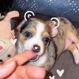 Margo - Merle female Chihuahua puppy in Canton, Texas from Heavenly Chihuahua