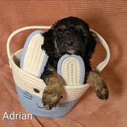 Adrian - Black and tan male Cockapoo puppy in Sunset, Louisiana from Cano Cockapoos