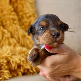 Banana Cream - female Australian Mountain Doodle puppy in Murray, Utah from Sun Valley Doodles