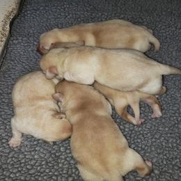 Labrador Retriever Puppies from Andover Meadow Farm