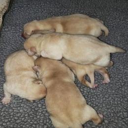 Labrador Retriever Puppies from Andover Meadow Farm