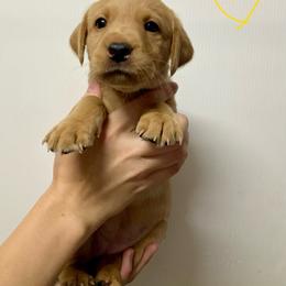 Yellow - Yellow female Labrador Retriever puppy in Newaygo, Michigan from Royal Oak Gundogs