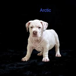 Arctic - White male American Bully puppy in Conroe, Texas from Titanium Kilo Kennels Texas