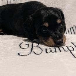 Female 3 S lighter tan - Black and tan female Dachshund puppy in Columbus, Ohio from Bumpkins Dachshunds