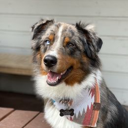 Mack - Australian Shepherd