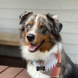 Mack - Australian Shepherd