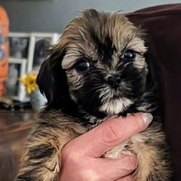Elvin - Brindle male Lhasa Apso puppy in Fort Worth, Texas from Cynthia's Lhasa Apsos