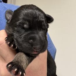 Male - Black and tan male German Shepherd puppy in Windsor, Colorado from German Shepherds