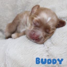 Buddy - Golden male Cockapoo puppy in Selma, California from Mollys Dollys