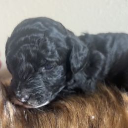 Midnight - Parti male Poodle puppy in Lance Creek, Wyoming from CK Poodles LLC