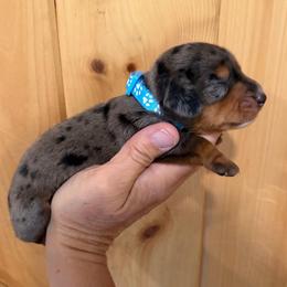 AKC boy 2 blue - Dapple male Dachshund puppy in Grand Valley, Pennsylvania from Dachshunds on the Hill