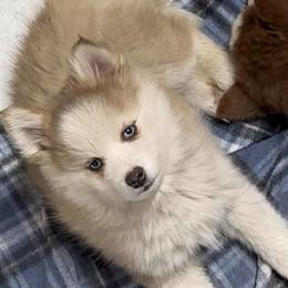 Lennon - Tri-color male Pomsky puppy in Spring Hill, Florida from PDQ Pomskies