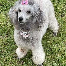 Miniature Australian Shepherd, Poodle, and Toy Australian Shepherd Puppies from Donna’s Aussies & Pink Heart Poodles