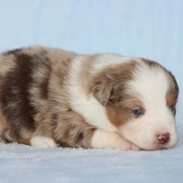 Katy - Red merle female Miniature Australian Shepherd puppy in Circleville, Utah from Canyon Creek Aussies